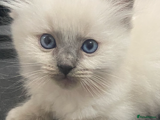 Ragdoll cats Adorable Mistletoe back up for sale ! - Advert 3