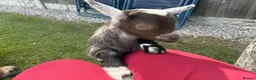 Goats livestock for sale: Baby Boy Pygmy Goat Castrated  - Advert 2