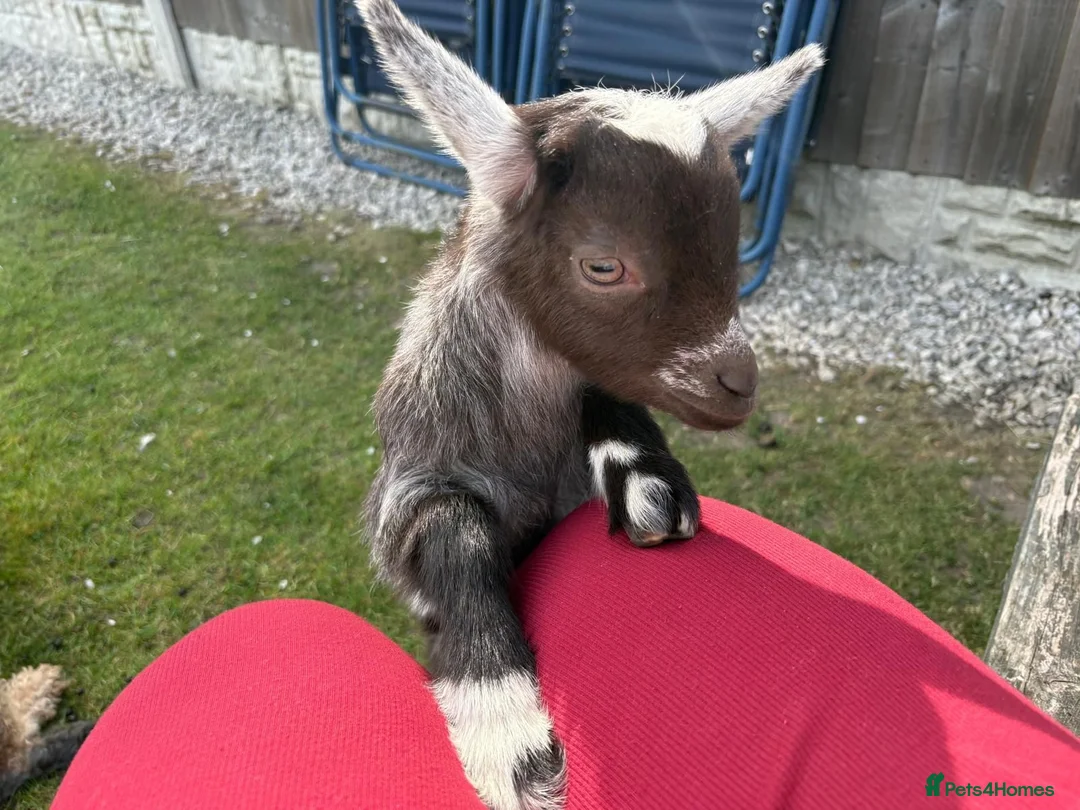 Goats livestock for sale: Baby Boy Pygmy Goat Castrated  - Advert 2