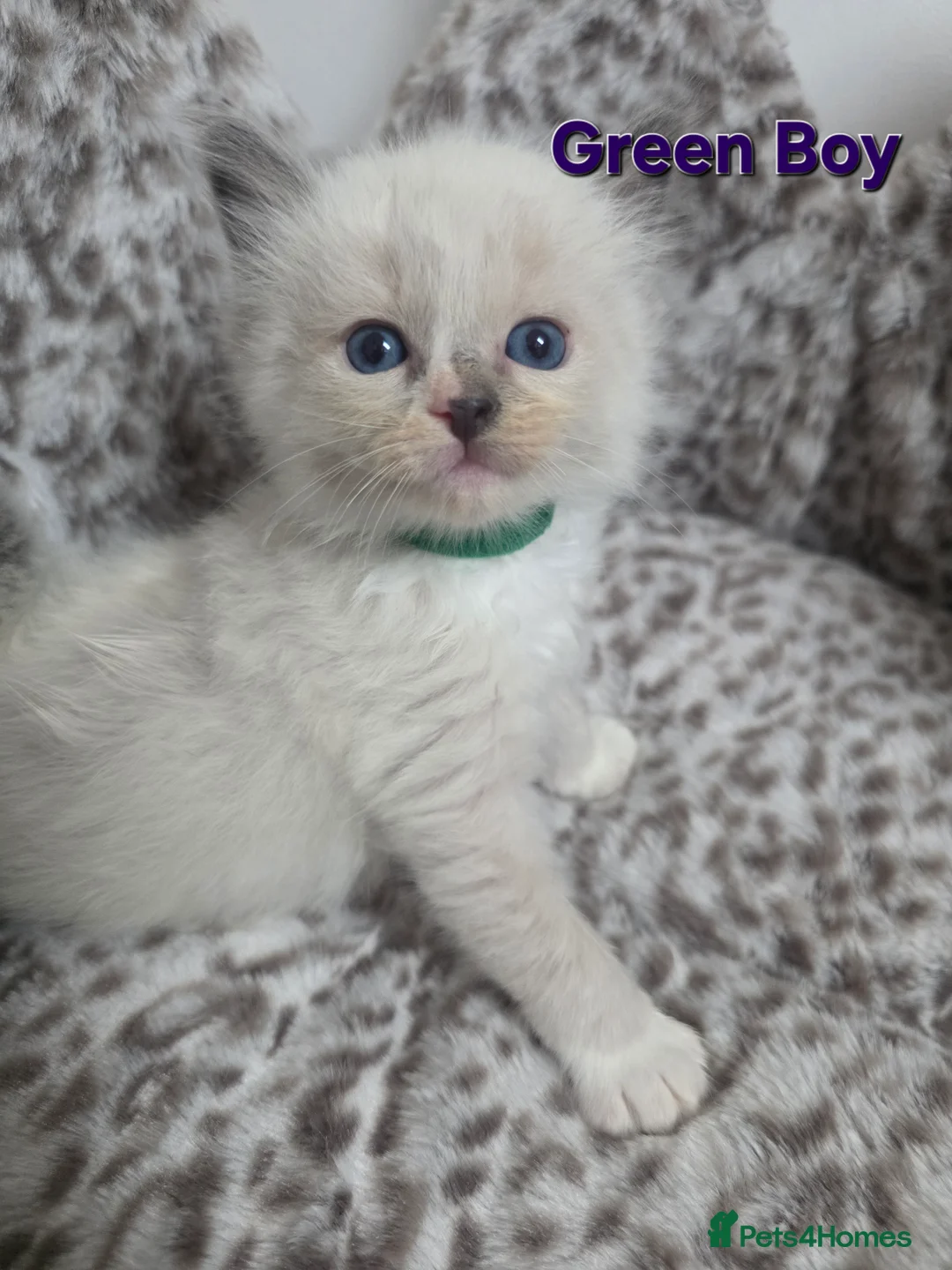 Ragdoll cats for sale: Stunning Ragdoll kittens - Advert 16
