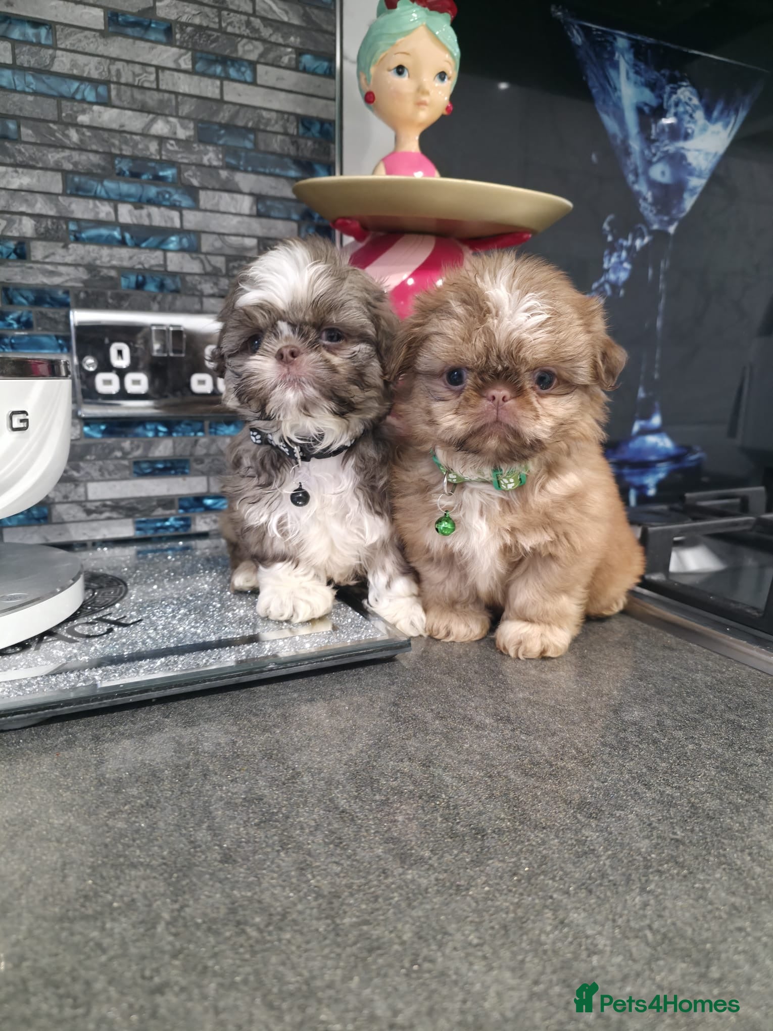 Shih Tzu dogs IMRERIAL SHIHTZU PUPPIES - Advert 3