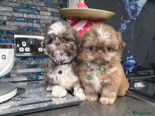 Shih Tzu dogs IMRERIAL SHIHTZU PUPPIES - Advert 3