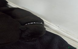 Cane Corso dogs for sale: Panther cane corso  - Image 8