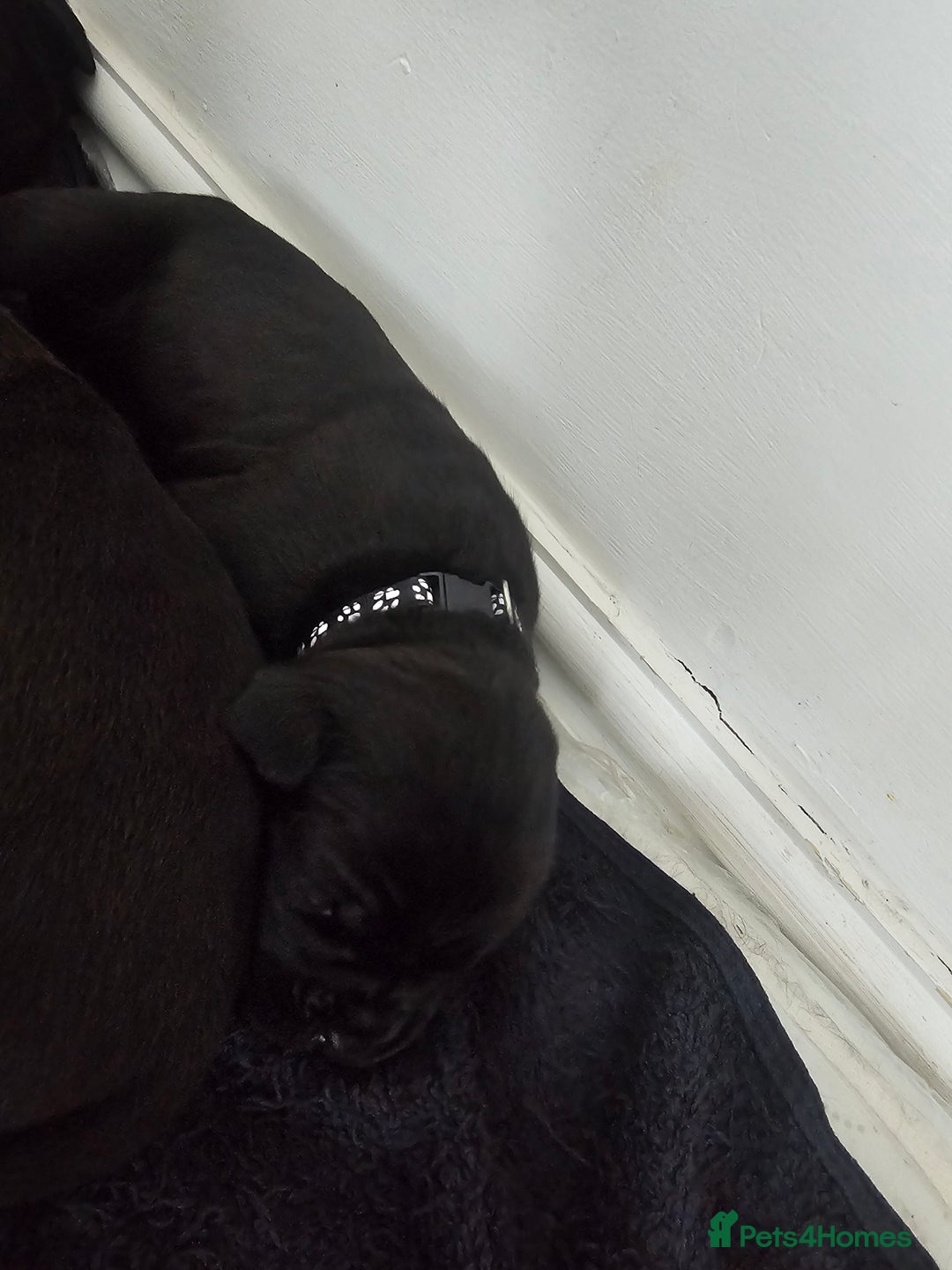 Cane Corso dogs for sale: Panther cane corso  - Image 8
