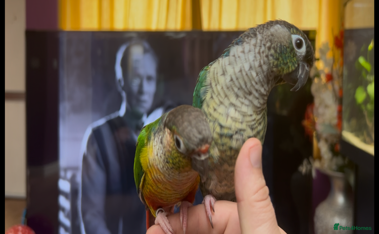 Conures birds - Advert 2