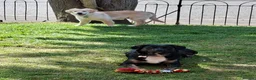 Mixed Breed dogs for sale: F1 BORDER RETREIVER BLACK AND BROWN GIRL - Advert 3