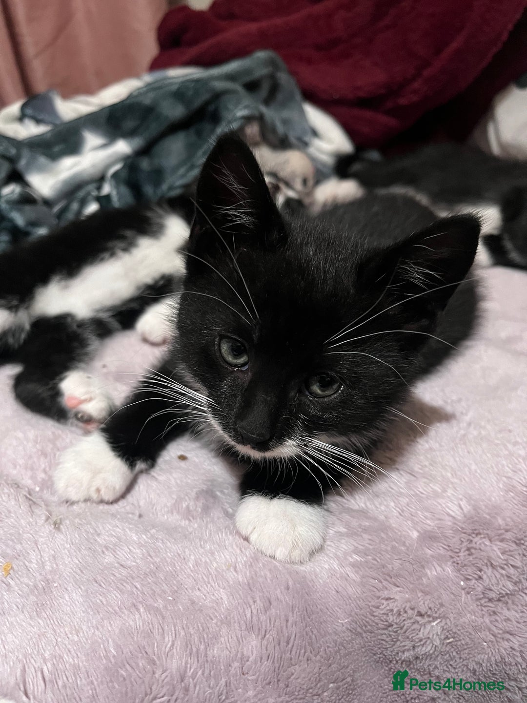 Mixed Breed cats for sale: 2 KITTENS 1 MALE 1 FEMALE  - Advert 4