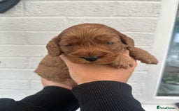 Cockapoo dogs for sale: STUNNING GOLDEN F2 COCKAPOOS - Image 8