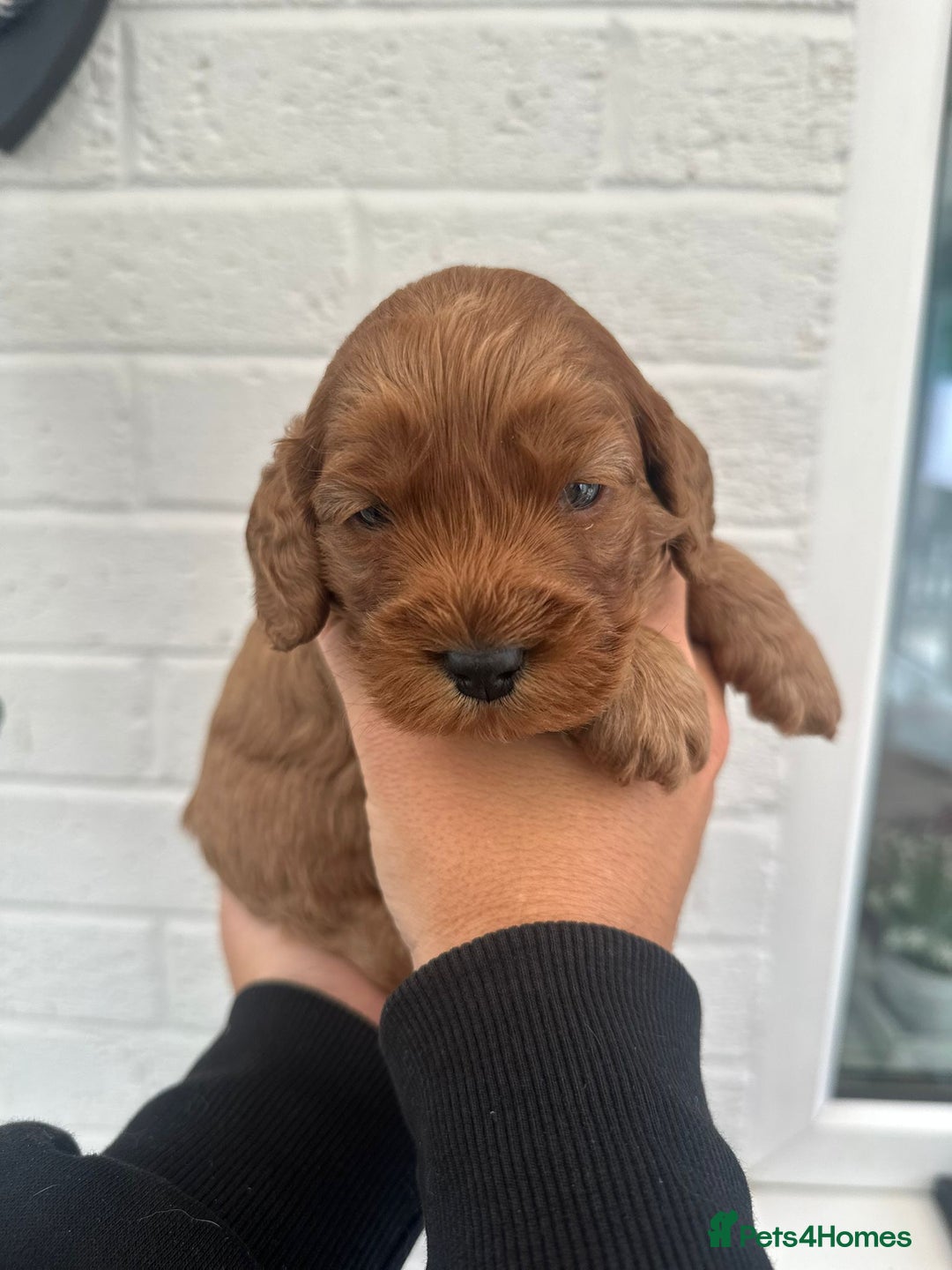 Cockapoo dogs for sale: STUNNING GOLDEN F2 COCKAPOOS - Image 8