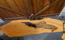 Mixed Breed cats for sale: Beautiful kittens - Image 8