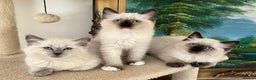 Ragdoll cats for sale: PURE BREED RAGDOLLS 2 LEFT!  - Advert 3