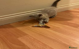 Mixed Breed cats for sale: 4 friendly kittens, ready now. - Image 4