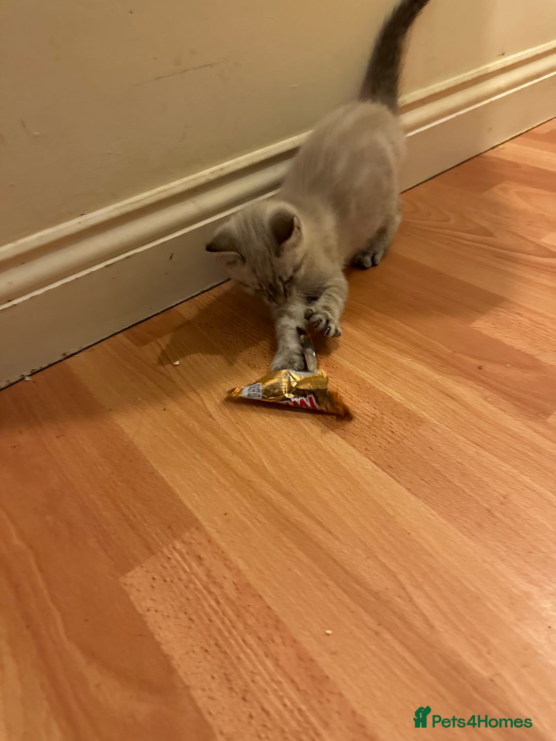 Mixed Breed cats for sale: 4 friendly kittens, ready now. - Image 4