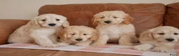 Mini Goldendoodle dogs for sale: Beautiful Health Tested Goldendoodle Puppies - Advert 6