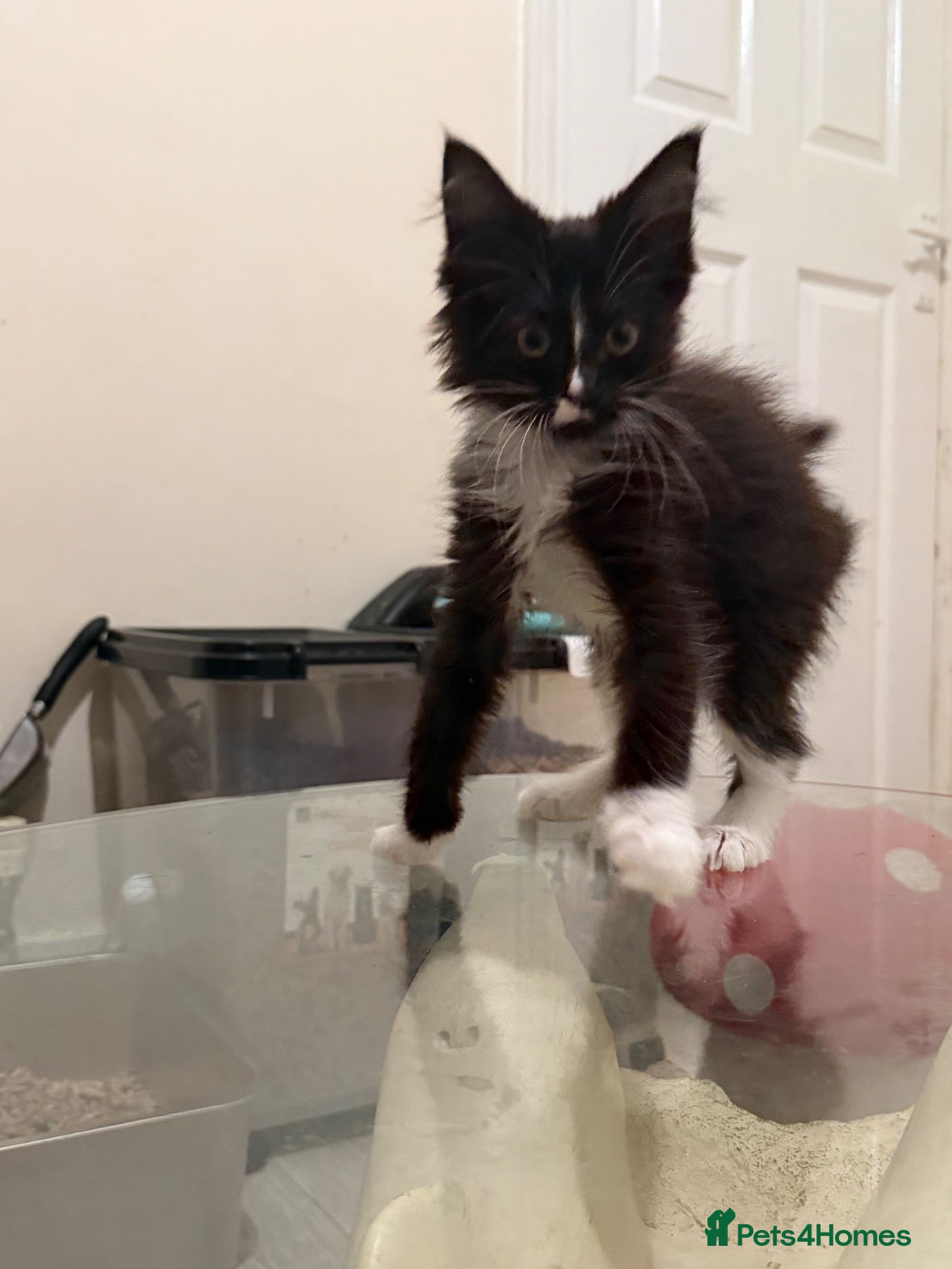 Maine Coon cats Maincoon kittens READY TO GO - Advert 1