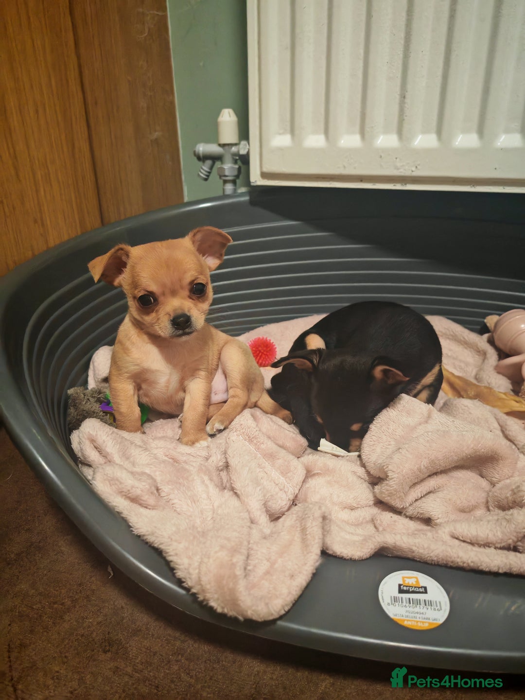 Chihuahua dogs for sale: Tiny chihuahua's  - Image 6