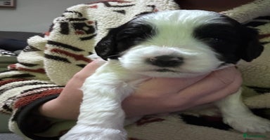 Mixed Breed dogs Beautiful Cocka/Cavapoo puppies.  - Advert 12