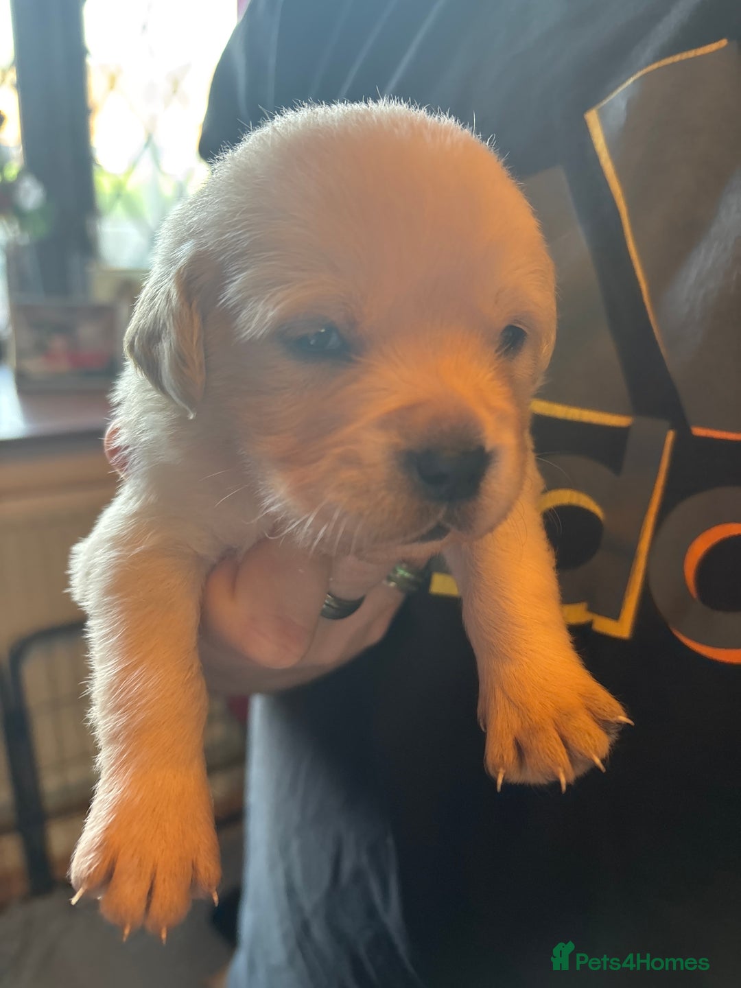 Goldador dogs for sale: Goldador puppies - Advert 16