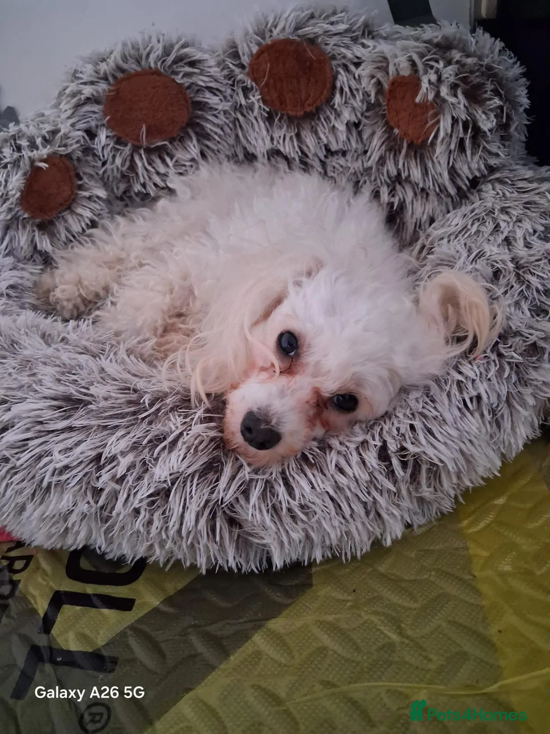 Bichon Frise dogs for sale: bichon  - Advert 1