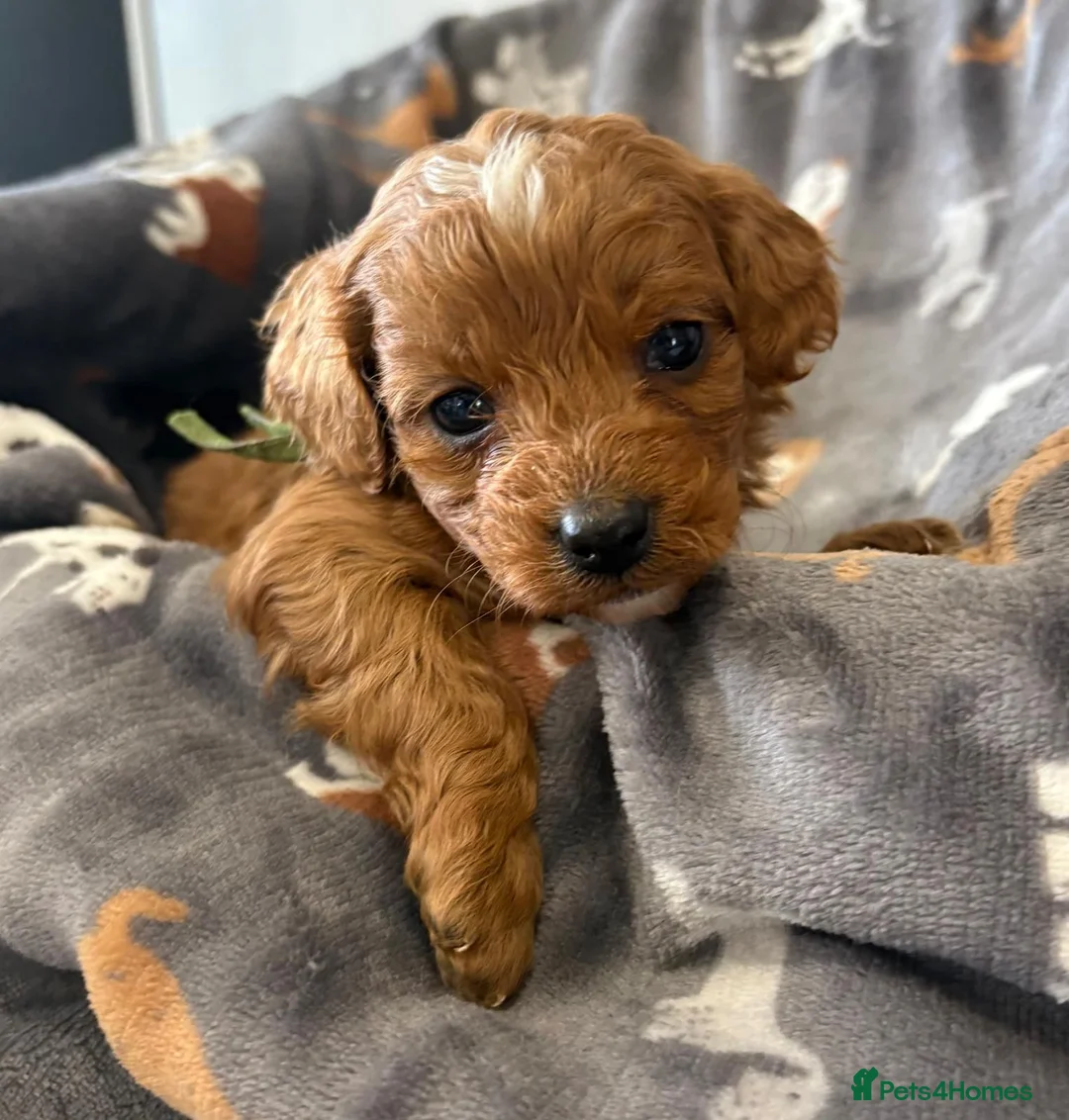 Cavapoo dogs for sale: Beautiful f1b puppies  - Advert 17