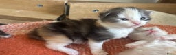 Maine Coon cats for sale: Maine coon kittens  - Advert 7