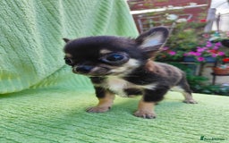 Chihuahua dogs for sale: Amazing Quality Long Coat Chihuahua puppies - Image 35