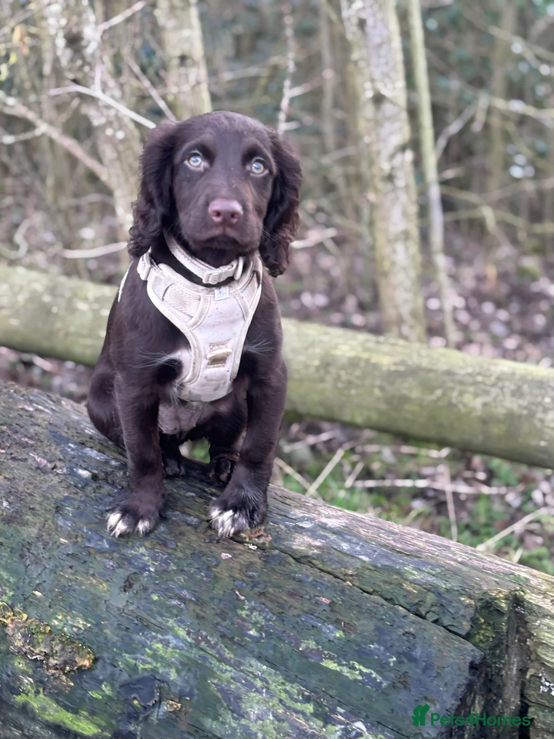 Sprocker dogs for sale: Female working sprocker spaniel  - Advert 2