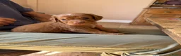 Cocker Spaniel dogs for sale: KC REGISTERED COCKER SPANIEL PUPPIES  - Advert 6