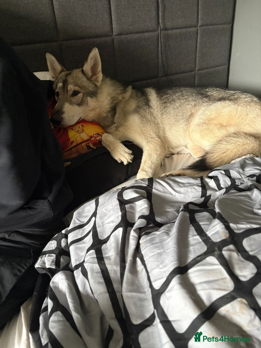 Utonagan dogs for sale: Narla the utonigan  in Telford - Advert 2