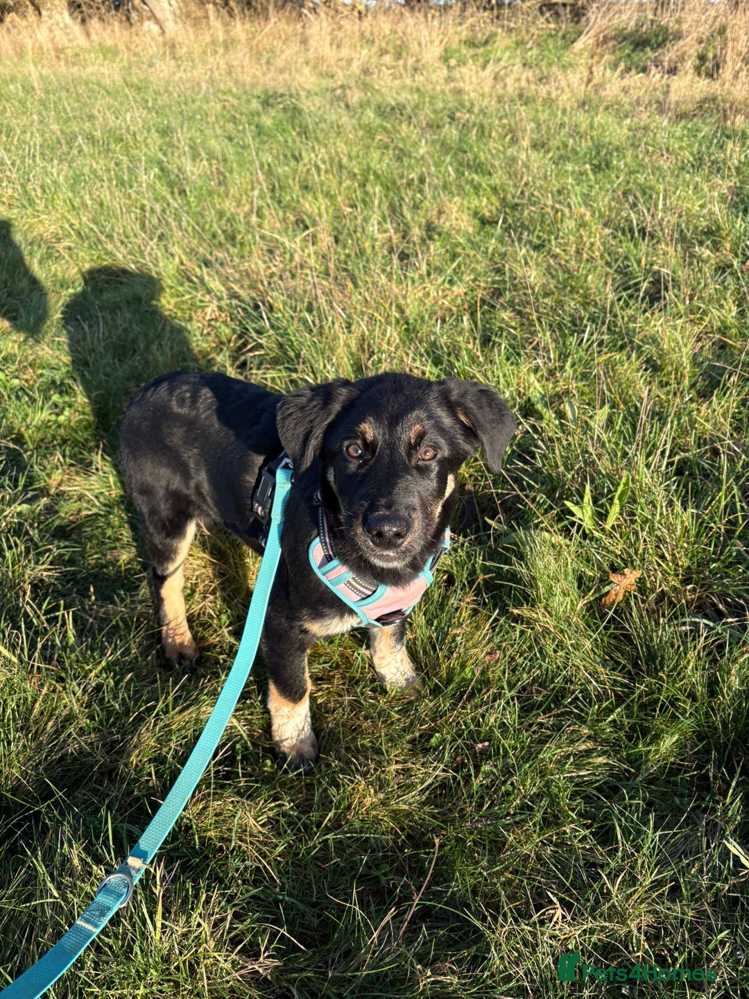 Mixed Breed dogs for adoption: Espresso  - Advert 5