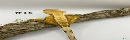 Gecko reptiles for sale: Adult + Juvenile Crested Geckos inc. Lilly Whites - Advert 31