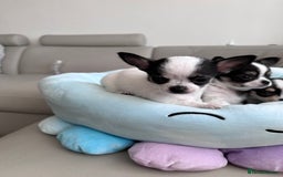 Chihuahua dogs for sale: Chihuahua  - Image 14