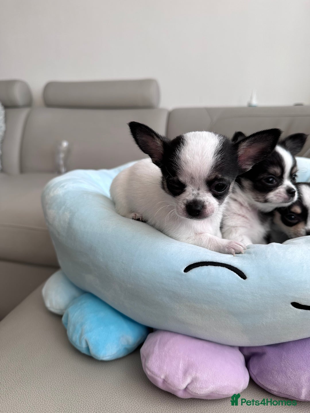 Chihuahua dogs for sale: Chihuahua  - Image 14