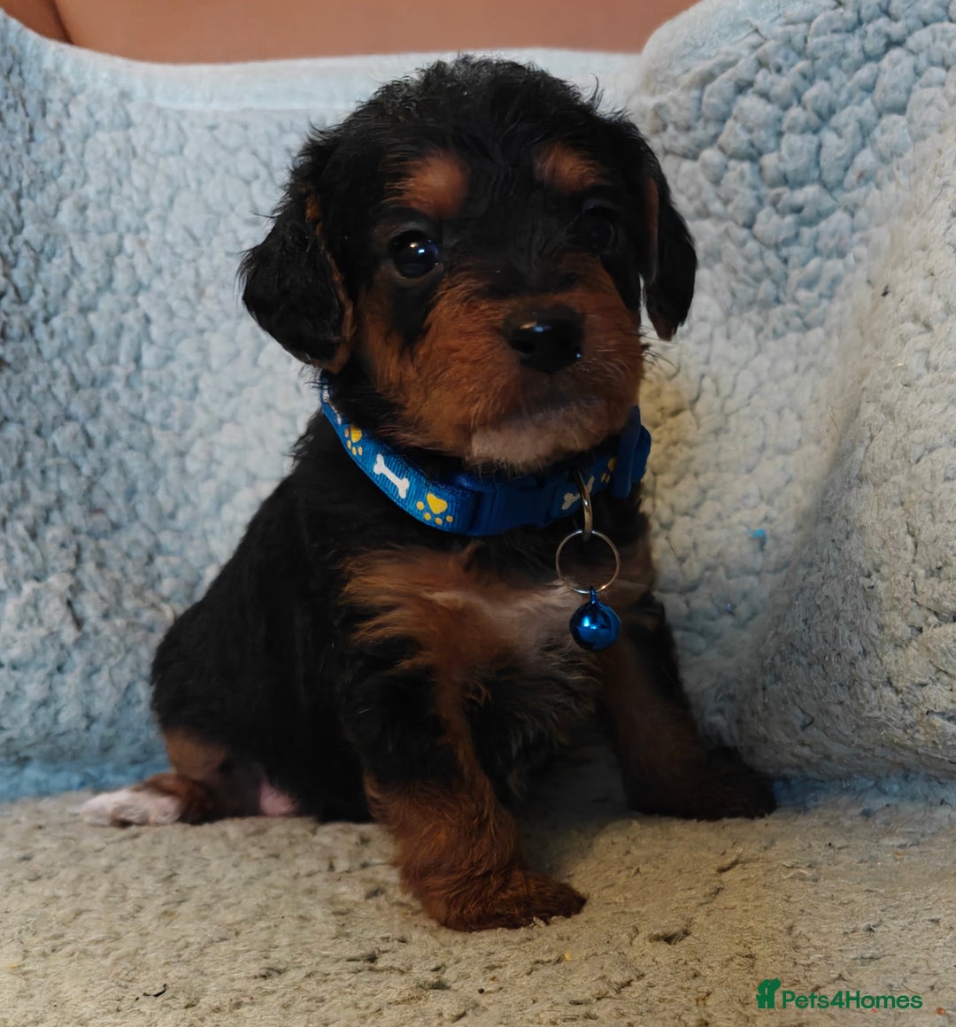 Mixed Breed dogs for sale: Cuteness overload cavapoolake puppies  - Advert 2