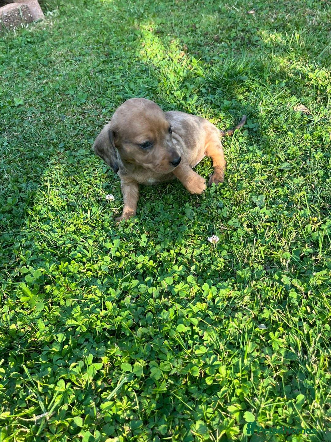 Dachshund dogs for sale: Gorgeous dachshund puppies - Image 8