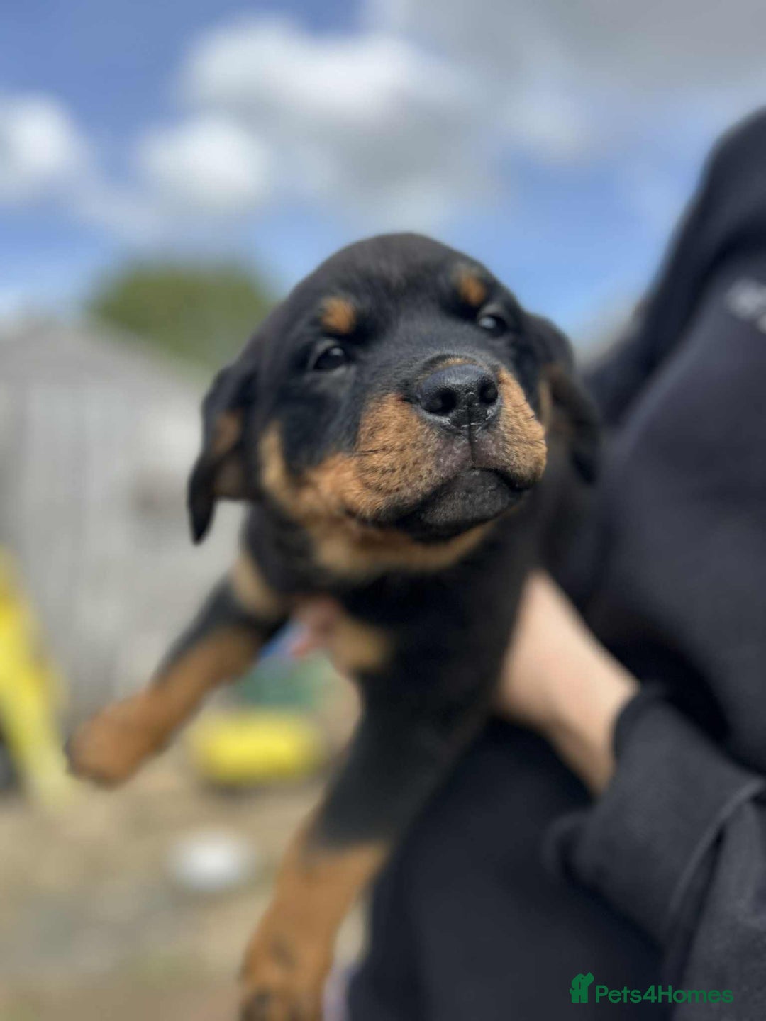 Rottweiler dogs for sale: Rottweiler puppies  - Image 7