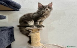 Maine Coon cats for sale: Stunning TICA Registered Maine Coon Boys Available - Image 9