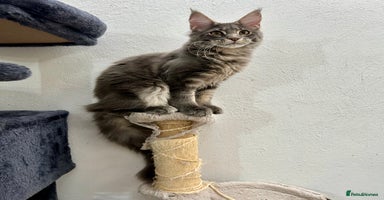 Maine Coon cats - Advert 16