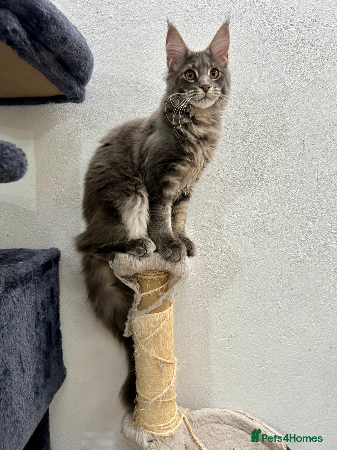 Maine Coon cats for sale: Stunning TICA Registered Maine Coon Boys Available - Image 9
