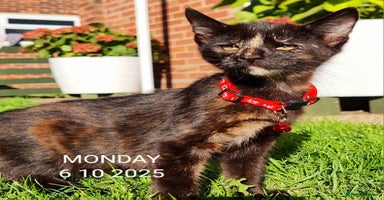 Mixed Breed cats - Advert 7