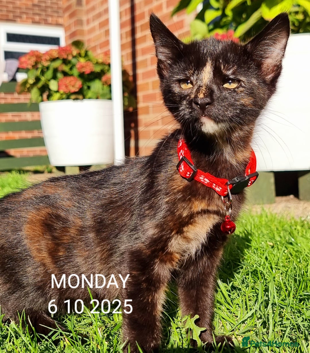 Mixed Breed cats for sale: Norwegian x pixiebob kittens mix available  - Image 6