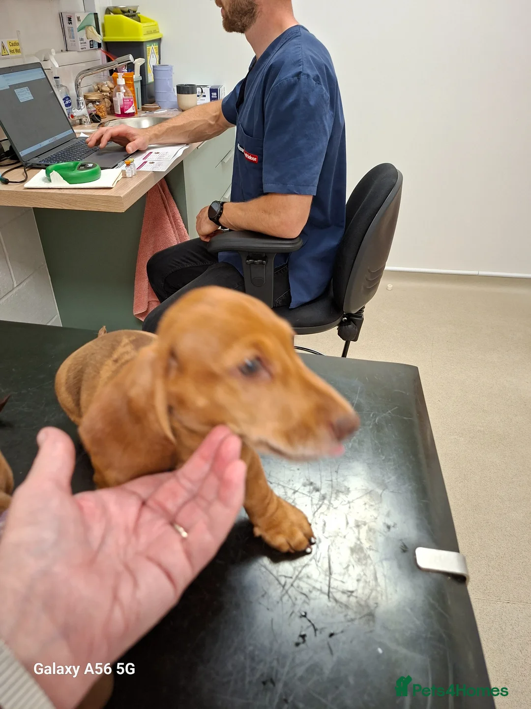 Miniature Dachshund dogs for sale: Gorgeous  dapple miniature dachshund boy  - Advert 6