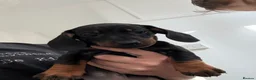 Dachshund dogs for sale: Last One! Beautiful Black and Tan - Advert 4