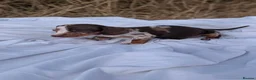Miniature Dachshund dogs for sale: Beautiful Dachshund puppies in Ashbourne - Advert 12
