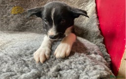 Border Collie dogs for sale: Border collies  - Image 17
