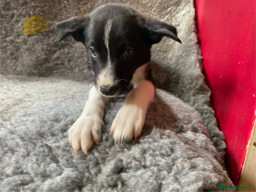 Border Collie dogs for sale: Border collies  - Image 17