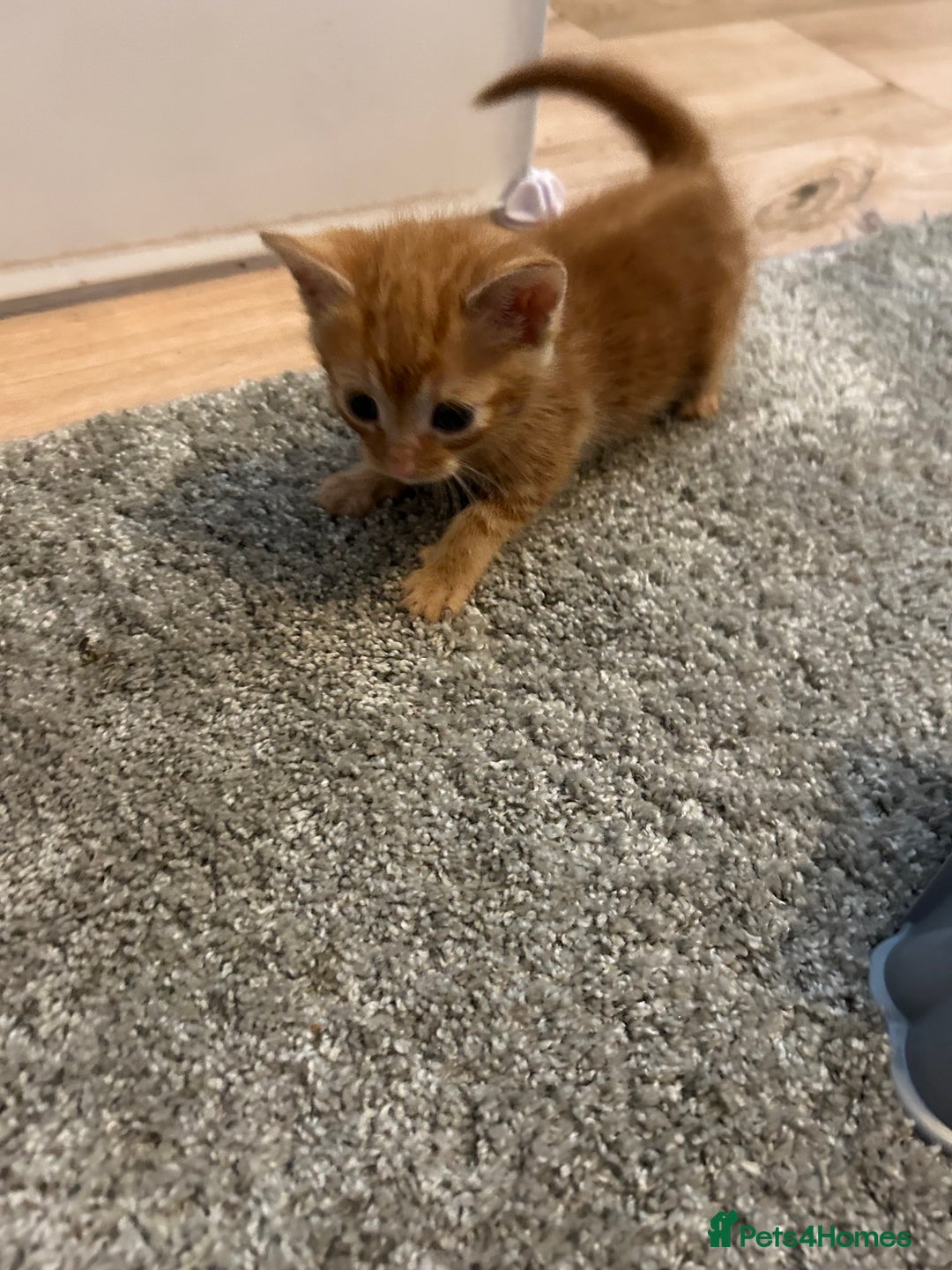 Mixed Breed cats for sale: Mixed breed Boys - Image 3
