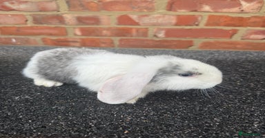 Mixed Breed rabbits - Advert 2