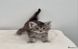 Maine Coon cats for sale: Pedigree Maine Coon Kittens for sale  - Image 14