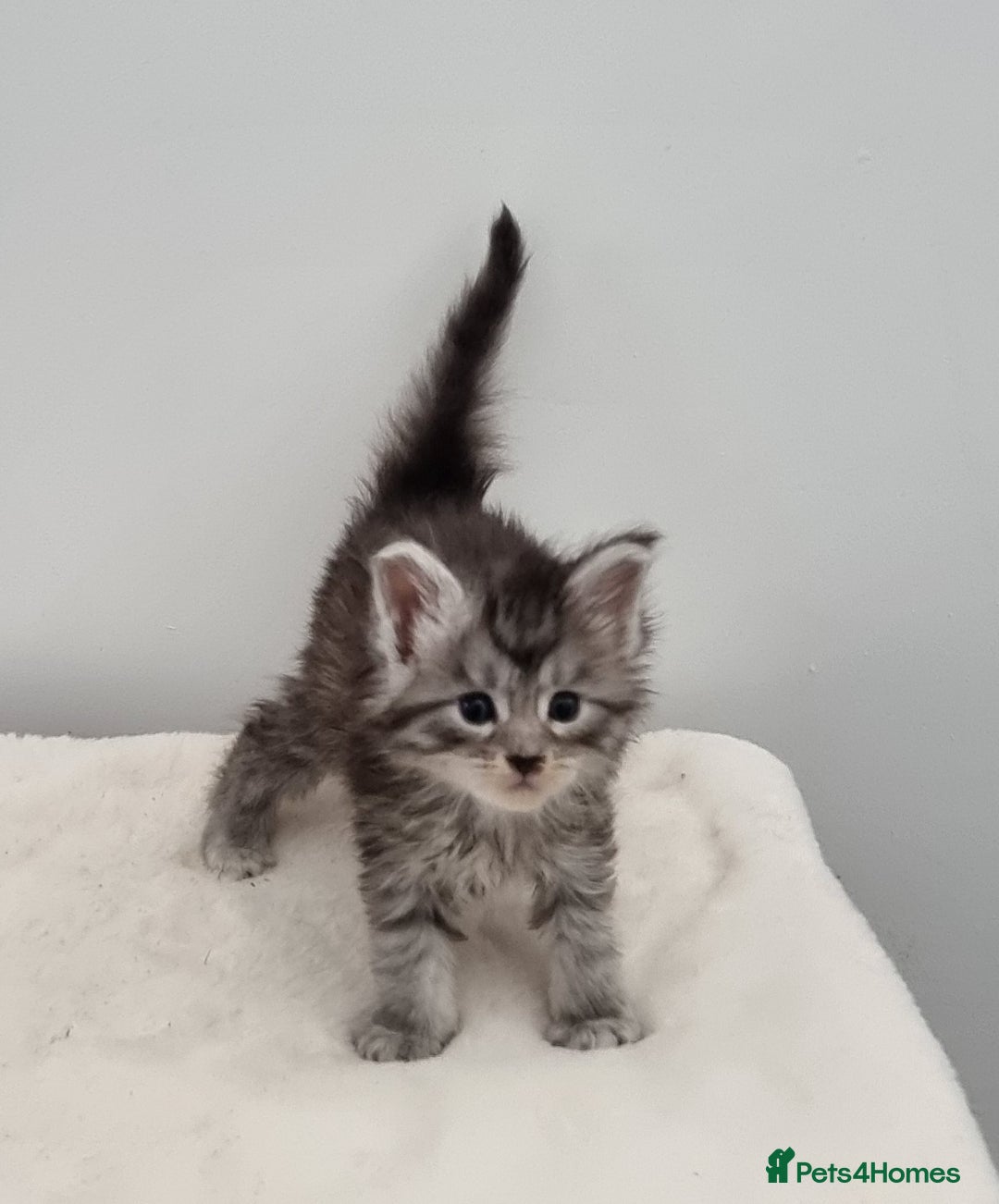 Maine Coon cats for sale: Pedigree Maine Coon Kittens for sale  - Image 14